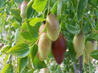 9eztropical - Jujube GA866 Árbol - 2 pies de altura - barco en una olla de 6